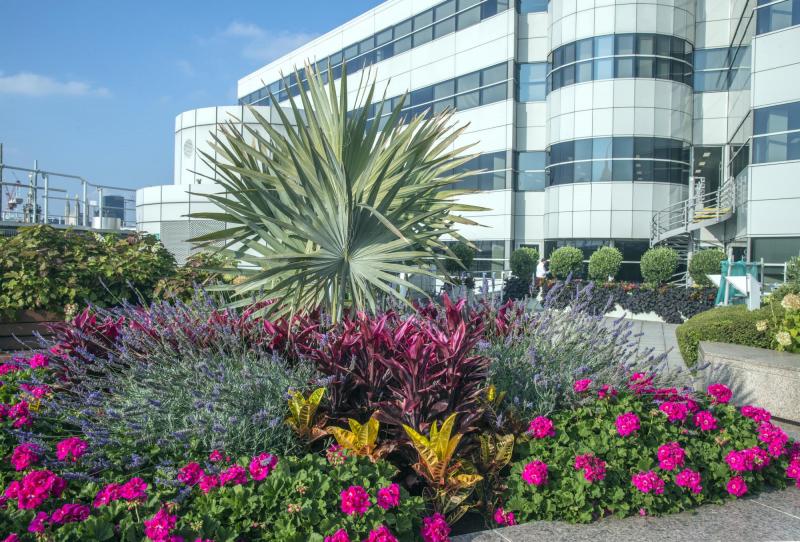 Flowers in the City Summer competition 2016