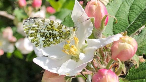 Orange Tip Butterfly on apple blossom